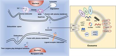 The Potential Roles of Exosomal Non-Coding RNAs in Hepatocellular Carcinoma